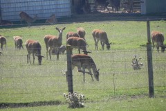 5.-Deer-Farm-by-the-Brue-at-Highbridge
