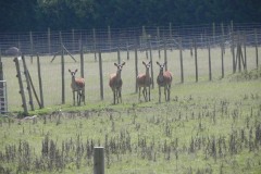 6.-Deer-Farm-by-the-Brue-at-Highbridge