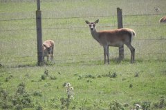 7.-Deer-Farm-by-the-Brue-at-Highbridge