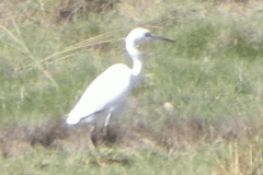 8.-Egret-by-the-Brue-Estuary