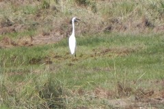 9.-Egret-by-the-Brue-Estuary