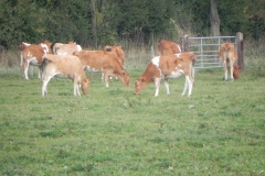 1.-Guernsey-Cattle-by-River-Cary