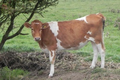 2.-Guernsey-Cattle-by-River-Cary