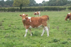 3.-Guernsey-Cattle-by-River-Cary