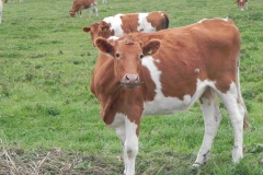 4.-Guernsey-Cattle-by-River-Cary