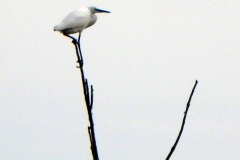 6.-Great-Egret-by-River-Cary