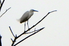 7.-Great-Egret-by-River-Cary