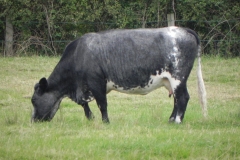 8.-Dairy-Cow-by-River-Cary