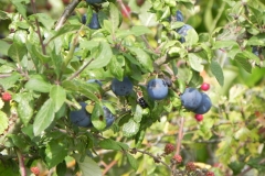 9.-Damsons-by-River-Cary