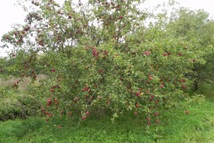 Apple-Tree-Babcary-Meadow-Riverside-Garden