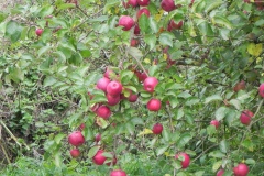 Apples-Babcary-Meadow-Riverside-Garden