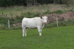Cattle-by-River-Cary-near-Babcary-Meadows-2