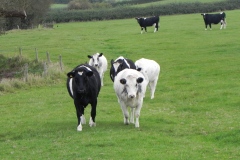 Cattle-by-River-Cary-near-Babcary-Meadows-3