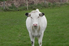 Cattle-by-River-Cary-near-Babcary-Meadows-4