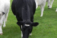 Cattle-by-River-Cary-near-Babcary-Meadows-5