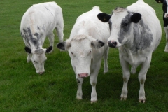Cattle-by-River-Cary-near-Babcary-Meadows-6