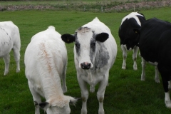 Cattle-by-River-Cary-near-Babcary-Meadows-7