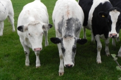Cattle-by-River-Cary-near-Babcary-Meadows-8
