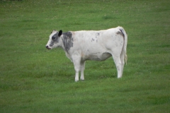 Cattle-by-River-Cary-near-Babcary-Meadows