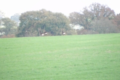 Deer-on-Cary-Moor-by-River-Cary