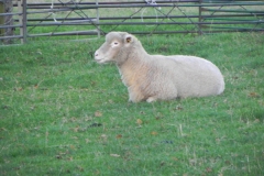 Ewe-By-River-Cary-on-Cary-Moor-2