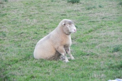 Ewe-By-River-Cary-on-Cary-Moor