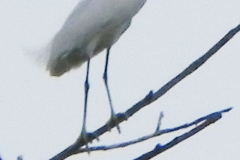 Great-Egret