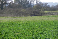Heron-near-River-Cary-at-Cary-Fitzpaine