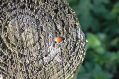 Ladybird-by-River-Cary-at-Cary-fitzpaine