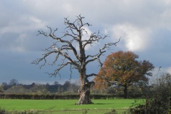 Lightning-Tree-by-River-Cary-on-Cary-Moor