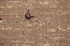 Pheasant-by-River-Cary-at-Lytes-Cary-2