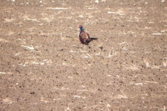Pheasant-by-River-Cary-at-Lytes-Cary