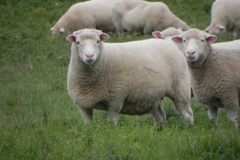 Sheep-by-River-Cary-near-Manor-Farm-Babcary-2