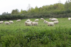 Sheep-by-River-Cary-near-Manor-Farm-Babcary
