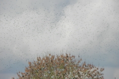 Starlings-2