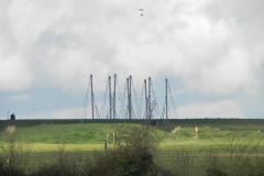 Starlings