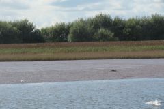3.-Exe-Estuary-from-boat-35