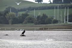 3.-Exe-Estuary-from-boat-37