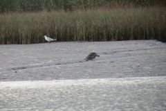 3.-Exe-Estuary-from-boat-38
