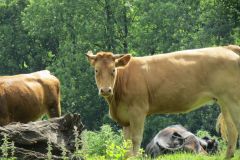 1.-Cows-between-Tiverton-and-Bickleigh-1