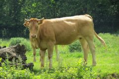 1.-Cows-between-Tiverton-and-Bickleigh-2