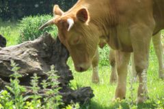 1.-Cows-between-Tiverton-and-Bickleigh-3