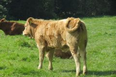 10.-Cows-between-Netherexe-and-Brampford-Speake-11