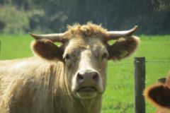 10.-Cows-between-Netherexe-and-Brampford-Speake-12