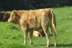 10.-Cows-between-Netherexe-and-Brampford-Speake-13