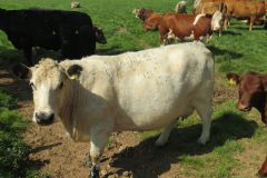 10.-Cows-between-Netherexe-and-Brampford-Speake-15