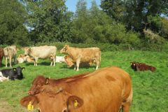 10.-Cows-between-Netherexe-and-Brampford-Speake-16