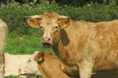 10.-Cows-between-Netherexe-and-Brampford-Speake-17