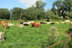 10.-Cows-between-Netherexe-and-Brampford-Speake-18