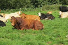 10.-Cows-between-Netherexe-and-Brampford-Speake-19